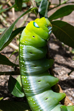 Oleander Hawk-moth Caterpillar Crawling on a Plant Branch, Green Oleander Hawk-moth Larva with Distinctive Eyespots in Nature, Daphnis Nerii Green Caterpillar on Foliage Garden