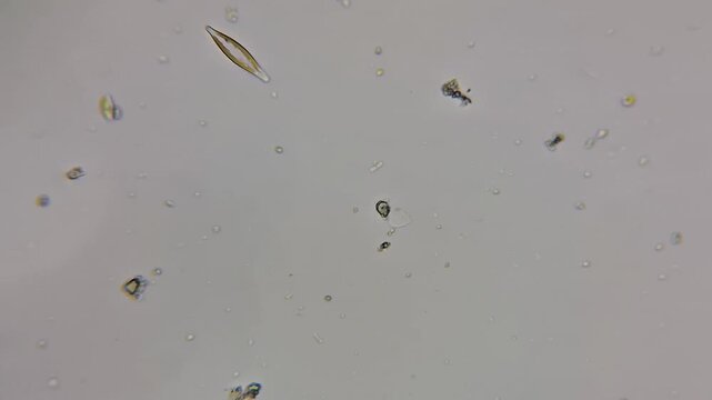 Microscopic view of a living pennate diatom moving in water 