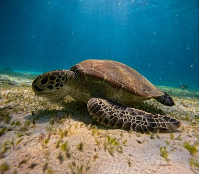 Turtle 2 (Bohol, Philippines)