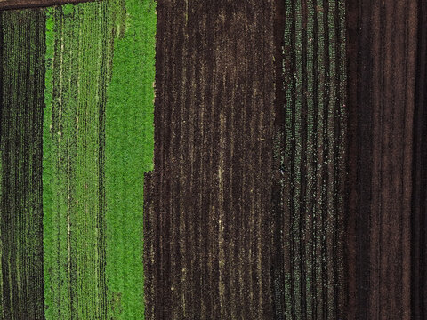 Aerial view of agricultural fields with rows of green crops and dark soil near Monbulk Creek in Lysterfield, Victoria, Australia.