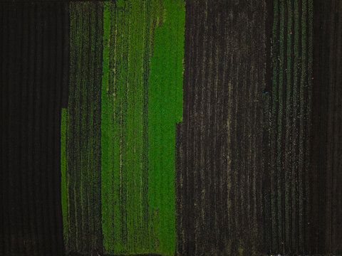Aerial view of agricultural fields with distinct rows of green crops and dark soil patterns near Monbulk Creek in Lysterfield, Victoria, Australia.