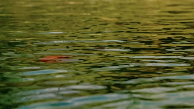 Colorful Japanese koi carps swimming gracefully in a clear green garden pond with soft water ripples.