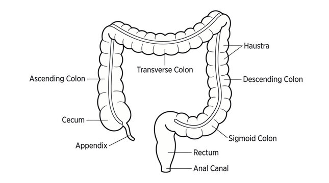 A detailed medical line drawing illustration of the human large intestine anatomy with labels for educational and clinical use