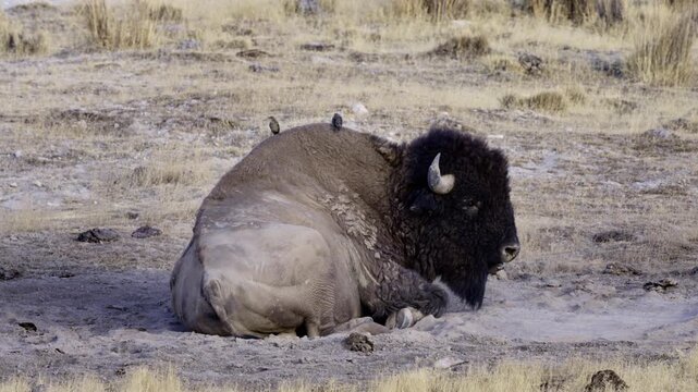 Bison resting on the ground