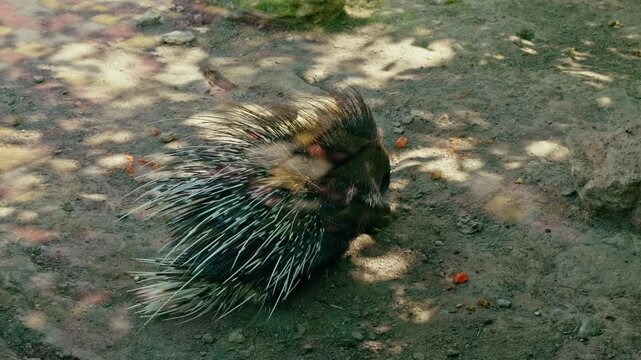 Crested porcupine resting on the ground in a zoo aviary showing sharp defensive quills and spines.