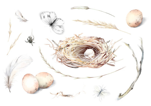 Watercolor hand drawn nature set with bird nest with broken egg shell, eggs, sticks, branches, butterfly, spider, wheat, feather isolated on white background. Spring woodland elements collection