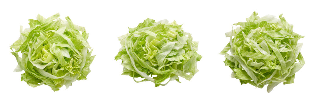  Fresh shredded iceberg lettuce salad greens isolated on black background