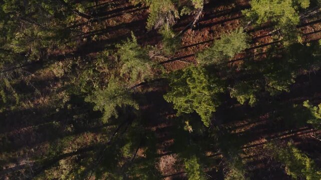 Aerial overhead drone view of lush coniferous forest canopy in autumn sunlight casting long shadows across trees.