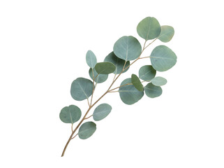 Obraz premium Eucalyptus Branch with Green Leaves Isolated on Transparent Background