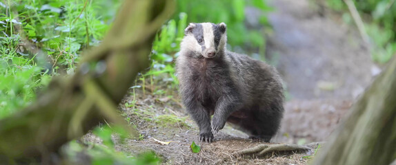 European Badger cub mid-stride on a Cornish woodland floor © Banu