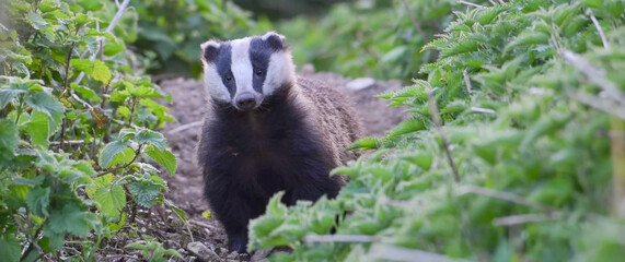 European Badger staring down the lens between green nettles © Banu