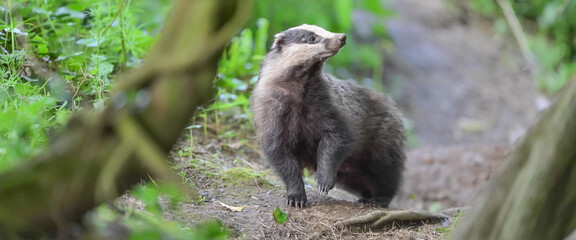 European Badger alert on a Cornish woodland trail © Banu