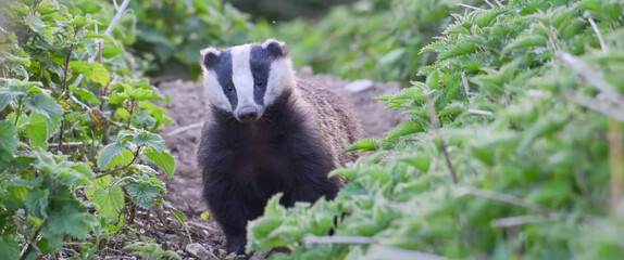 European Badger facing forward through stinging nettles, Cornwall © Banu