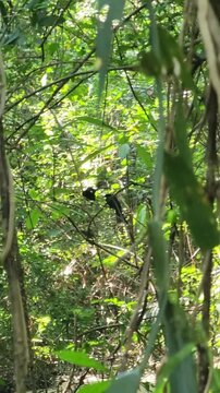 Amazing Balance! Greater Racket-tailed Drongo in the Wild.