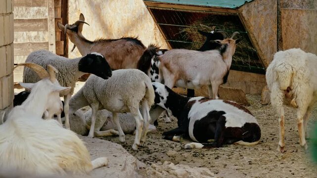 Domestic goats and sheep eating hay and resting in an outdoor rustic farm pen and petting zoo. 