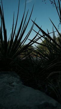 Yucca silhouette against a blue sky in natural Texas environment.