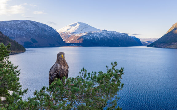 View of a white-tailed eagle perched on a pine tree branch overlooking a serene fjord with snow-capped mountains in the background in Valldal, More og Romsdal, Norway.