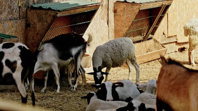 Domestic goats and sheep eating hay and resting in an outdoor rustic farm pen and petting zoo. 