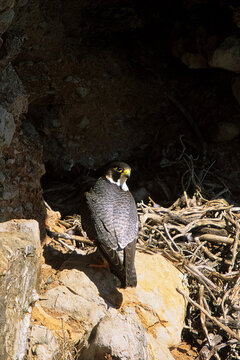Pilgrim Falcon, Peregrine falcon nesting in headwall Falco Pellegrino (Falco peregrinus) Alghero (SS), sardegna. Italia