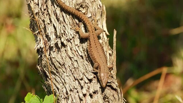 A common wall lizard basks in the warm sunlight on the rough bark of a grapevine, resting peacefully in the golden light.