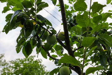 Young, green cherry plum fruits, still ripening, hang on the branches of a garden tree among dense, natural foliage against a cloudy sky. Macro photography captures the texture of unripe fruits and th © Олег Струс