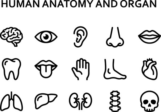 Set of human anatomy and organ black line vector icons on gray background