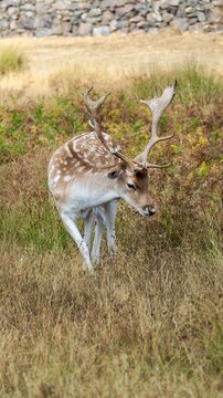 Spotted fallow deer walking through dry grass and bracken in a natural countryside setting.