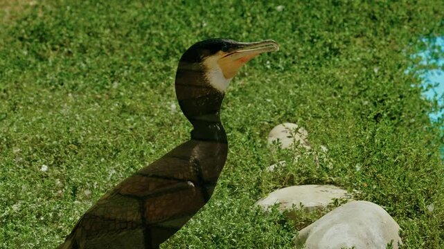 Close-up of a great cormorant standing by a green pond with an open hooked beak in sunny daylight.