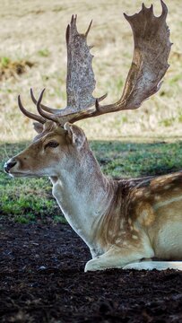 Close side profile of a fallow deer resting in woodland with antlers and a natural blurred background. 