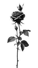 Naklejka premium PNG Detailed black and white rose illustration