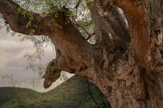 tree trunk with green moss