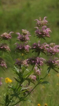 Lemon beebalm during spring in a Texas natural field