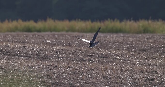 Hooded crow and black crow interacting on agricultural field, spotting camera and flying away slow motion