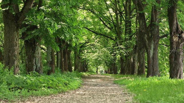 Blooming chestnut trees along park alley shedding flowers in the wind on a sunny spring day