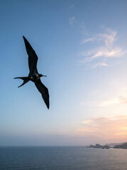 Naklejka premium Dark bird with a wide wingspan flying above the sea at a soft pink dawn