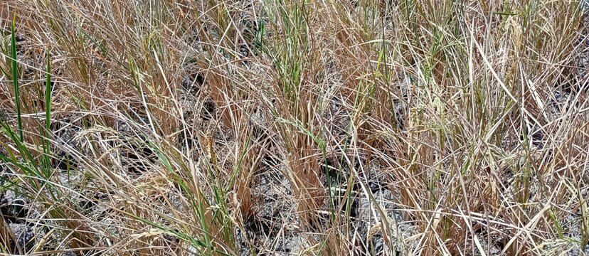 Dried rice plants in the field after harvest