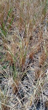 Dried rice plants in the field after harvest