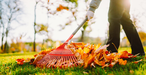 Volunteer rakes colorful leaves into a pile in a sunny park. Leaf raking. A brightly colored rake...