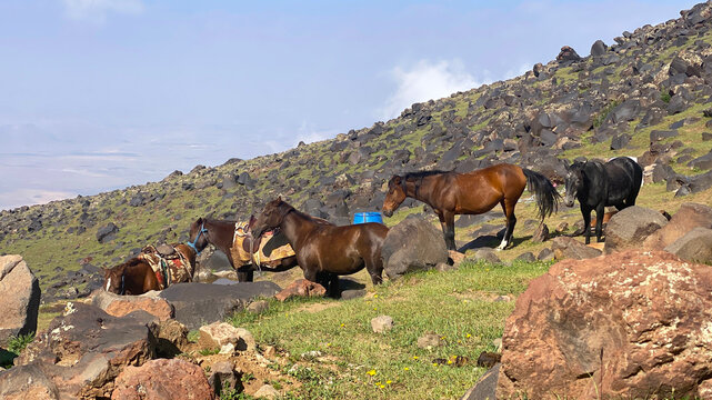 Pack horses support expeditions, wide view on Mount Ararat's rocky slope, documenting animal transport