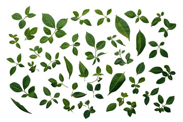 Obraz premium Rectangular border of scattered fresh green leaves