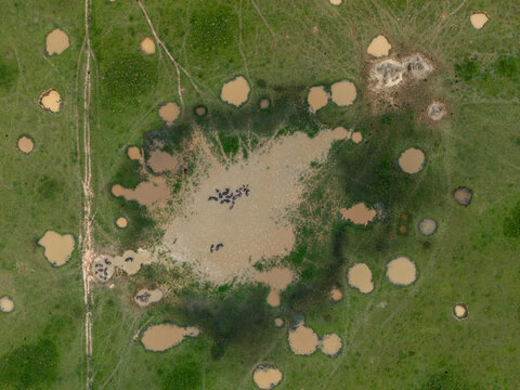 Aerial view of water buffaloes grazing near muddy water pools in a lush green field in Vietnam.