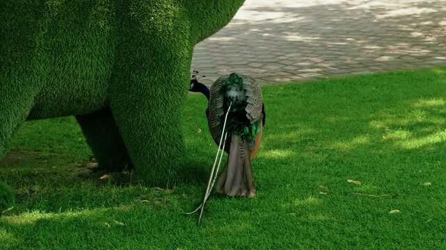 Beautiful male Indian peafowl with bright colorful feathers walking on a green lawn in a park on a sunny day.