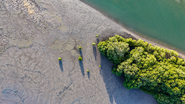 Aerial view of lush green mangroves bordering expansive mudflats and calm water in Woongoolba, Queensland, Australia.