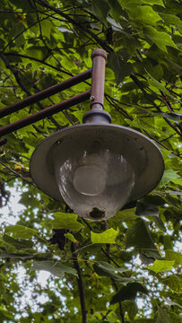Street lamp viewed from below among green tree branches, close-up of an outdoor lantern surrounded by lush foliage.