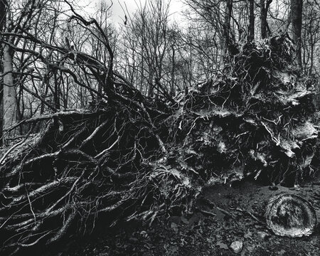 Uprooted Fallen Tree with Exposed Root Ball in Bare Winter Forest Monochrome