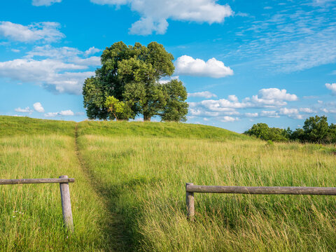 Footpath through fence leading to old Linden Trees on a Hill, Thuringia, Germany