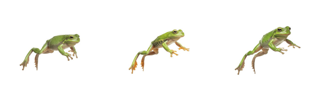 Green tree frog jumping png set, leaping frog isolated transparent background, action sequence small amphibian jump clipart, wildlife nature animal animation sequence graphic overlay for education des