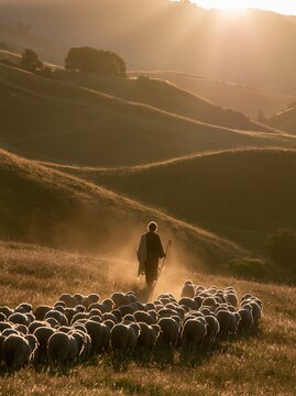 silhouette of a shepherd gently leading sheep across rolling hills at sunrise