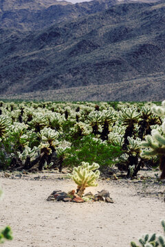 Cholla Cactus Garden Field Below Desert Mountains, Southwest Desert Landscape
