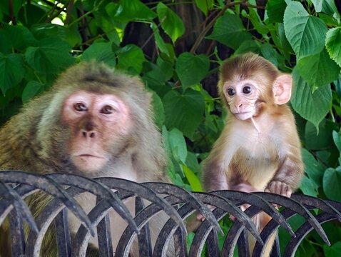 Rhesus macaques in Manali Park